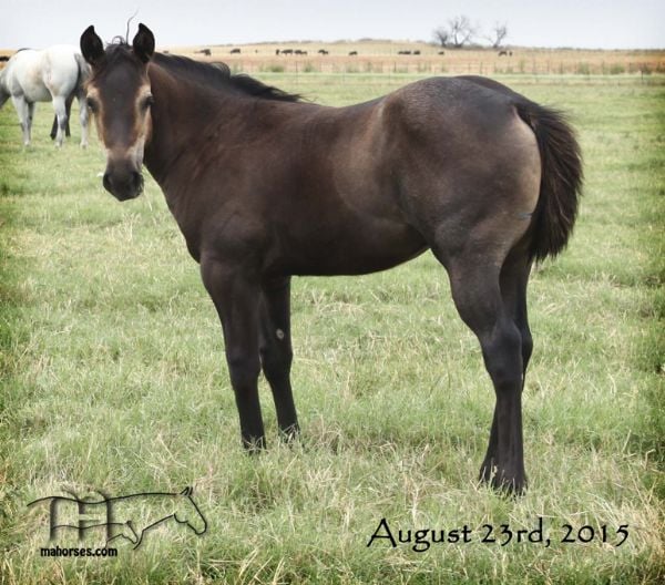 Miss Smotrix' 2015 Roan Filly